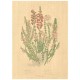 Flax Art Poster | Encyclopedia Wildflower B | FWP-AP-EN1B